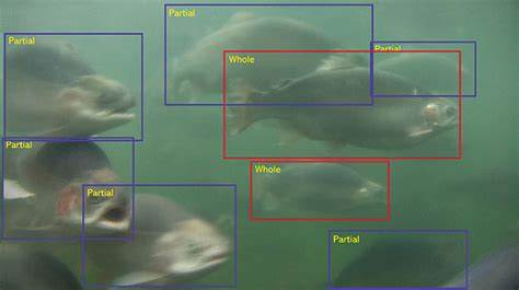 FishDetect .